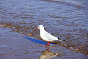A seagull, close-up