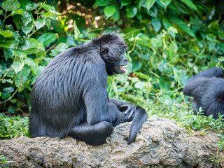 Spider monkey Ateles geoffroyi . Wildlife animal.