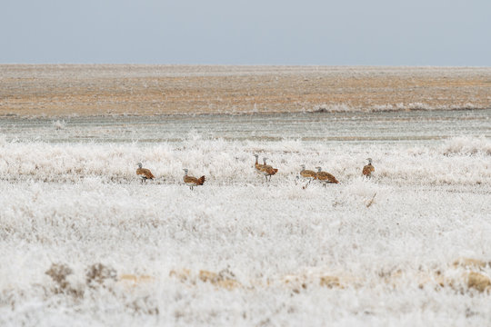 Grupo De Avutardas Entre La Vegetación Con Escarcha Durante El Invierno. Otis Tarda.
