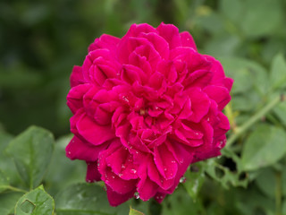 Pink rose petals for rose tea