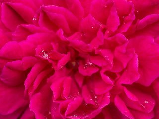 Pink rose petals for rose tea