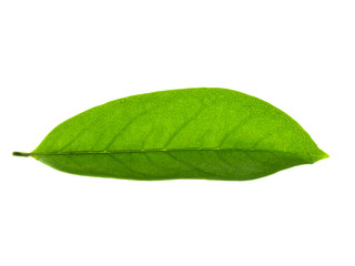 Soursop leaf on white background.