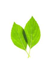 Obraz premium Sweet Basil, Thai Basil