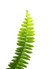 Fototapeta na wymiar Close up fern leaf on white background.