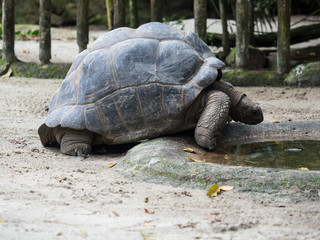 Giant tortoise drinking water