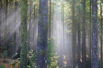 Fototapeta premium Faszinierende Lichtstimmung in einem bunten Wald