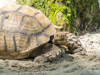 Seychelles giant tortoise or Aldabrachelys gigantea.