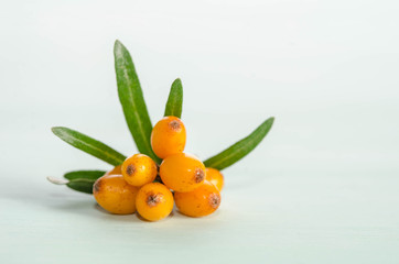 Sea buckthorn with green leaf on blue background