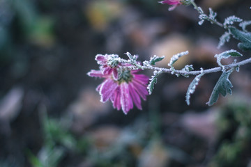 Flowers in the winter frosty morning in the frost.