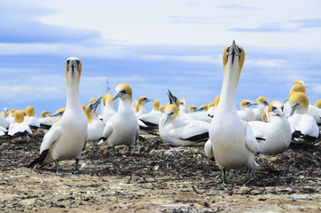 Gannet colony at Cape Kidnappers, Hawkes Bay