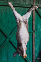 Dead Rabbit on the Background of Green boards