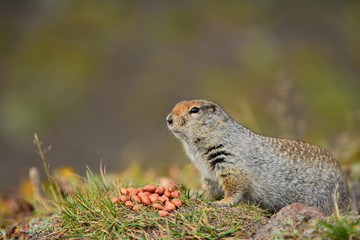 Kamchatka gopher stands on a stone, a Far Eastern rodent, feeding a large gray hamster nuts on an Avacha volcano, close up portrait