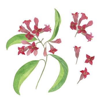Sandal flower sale