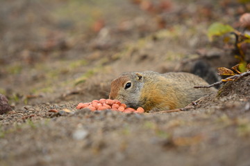 Kamchatka gopher stands on a stone, a Far Eastern rodent, feeding a large gray hamster nuts on an Avacha volcano, close up portrait