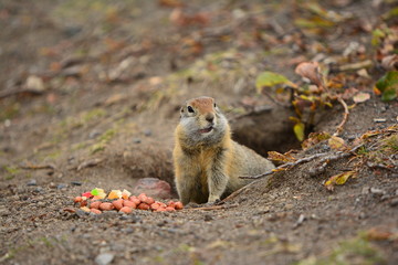 Naklejka na ściany i meble Kamchatka gopher stands on a stone, a Far Eastern rodent, feeding a large gray hamster nuts on an Avacha volcano