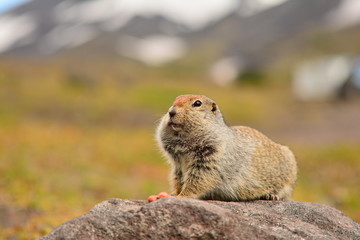 Naklejka na ściany i meble Kamchatka gopher stands on a stone, a Far Eastern rodent, a large gray hamster eats nuts