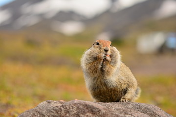 Kamchatka gopher stands on a stone, a Far Eastern rodent, feeding a large gray hamster nuts on an Avacha volcano, close up portrait