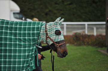 cheval de course