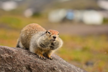 Naklejka na ściany i meble Kamchatka gopher stands on a stone, a Far Eastern rodent, feeding a large gray hamster nuts on an Avacha volcano, close up portrait