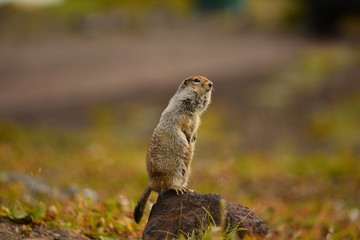 Naklejka na ściany i meble Kamchatka gopher stands on a stone, a Far Eastern rodent, feeding a large gray hamster nuts on an Avacha volcano, close up portrait