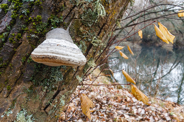 Fototapeta premium Hongo Yesquero sobre tronco de Aliso. Fomes fomentarius. Alnus glutinosa. 