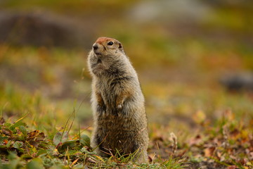 Kamchatka gopher stands on a stone, a Far Eastern rodent, feeding a large gray hamster nuts on an Avacha volcano, close up portrait