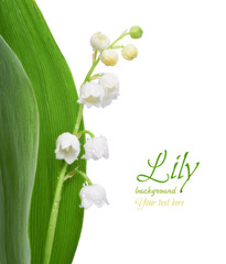 Closeup on lily of the valley flowers on white, space