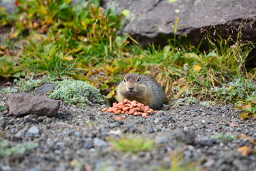 Kamchatka gopher stands on a stone, a Far Eastern rodent, feeding a large gray hamster nuts on an Avacha volcano, close up portrait