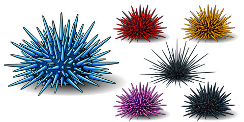 Set of six sea hedgehogs or urchin of blue, red, yellow, pink and black colors. A vector illustration of marine animals separately on a white background with a transparent shadows.