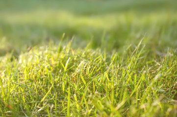 Beautiful background with a green lawn on a Sunny day with a shallow depth of field. Closeup. Copy space.
