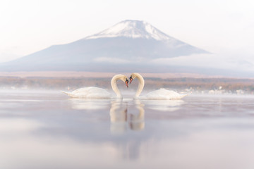 White Couple Swan feeling romantic and love  at Lake Yamanaka with Mt. Fuji background