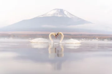 Photo sur Aluminium Cygne White Couple Swan feeling romantic and love  at Lake Yamanaka with Mt. Fuji background