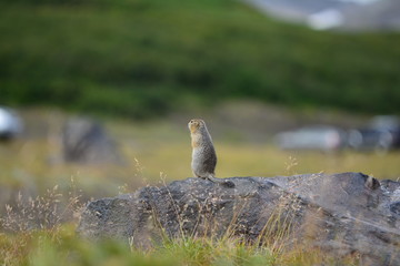 Kamchatka gopher stands on a stone, a Far Eastern rodent, feeding a large gray hamster nuts on an Avacha volcano, close up portrait