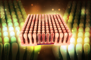 3d rendered colon villi in color background