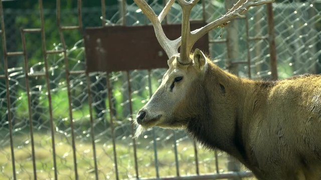 elderly king deer with strong antlers,living in Dafeng Milu Natural Reserve