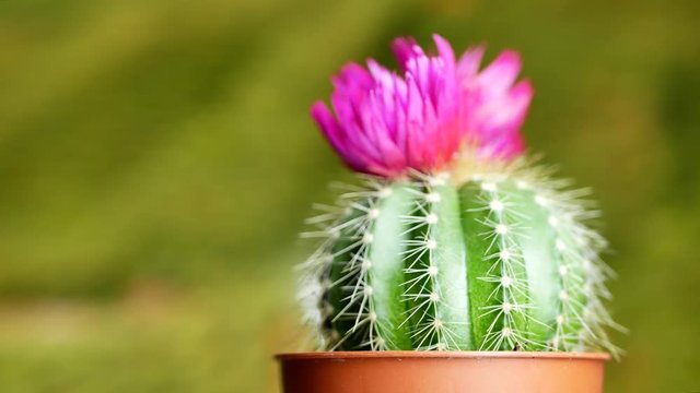 Green cactus with sharp needles and pink purple flower spins on yellow green background. The concept for the final screen saver video