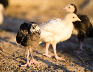 small turkey chickens graze on the farm
