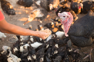 turkeys are fed from the hands on the farm