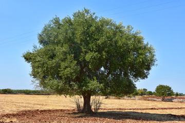  Italy, Puglia, olive tree in a cultivated countryside