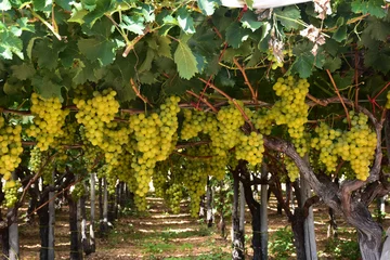 Zelfklevend Fotobehang Italy, Puglia, vineyard for the production of wine © benny