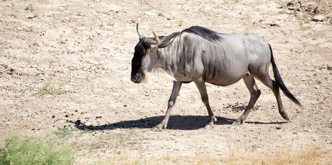 Wildebeest in the park