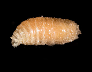 worm of maggots on a black background