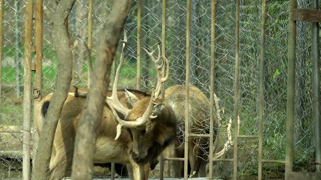 elderly king deer with strong antlers,living in Dafeng Milu Natural Reserve
