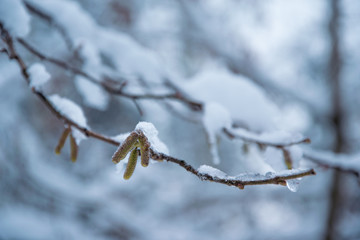 frosty morning