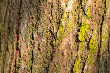 Moss at tree trunk