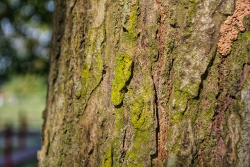 Moss at tree trunk