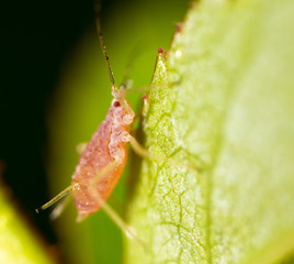 small aphid on a green leaf in the open air