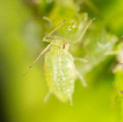 small aphid on a green leaf in the open air