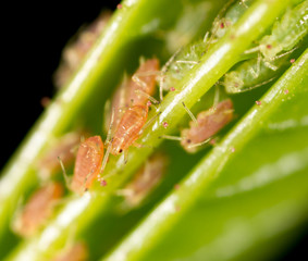 small aphid on a green leaf in the open air