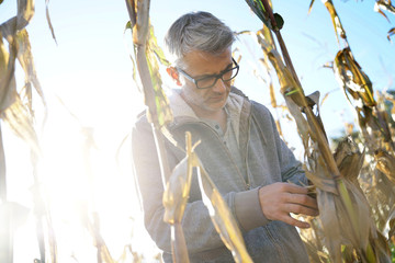 Agronomist in corn field testing quality of cereals © goodluz